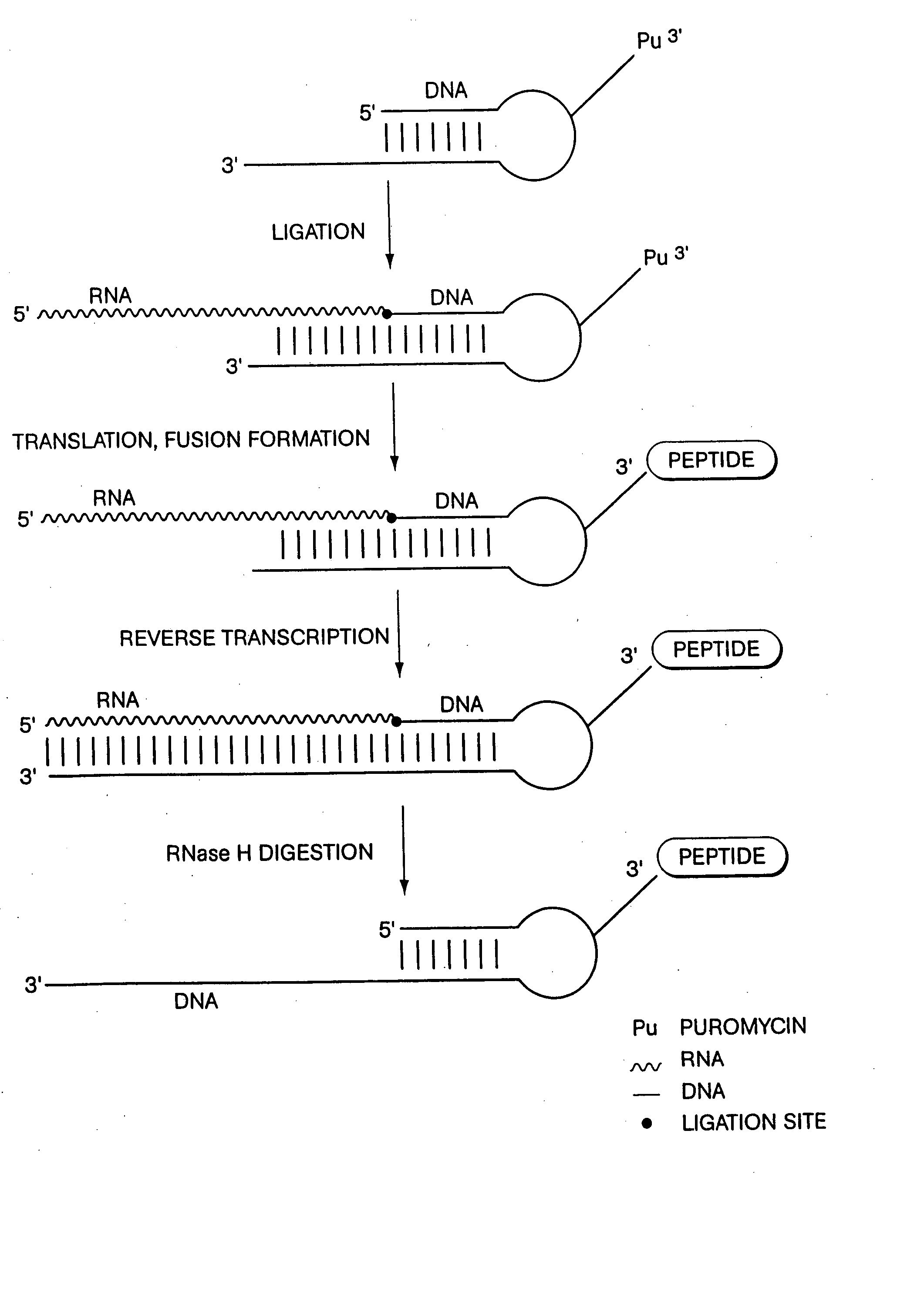 DNA-protein fusions and uses thereof