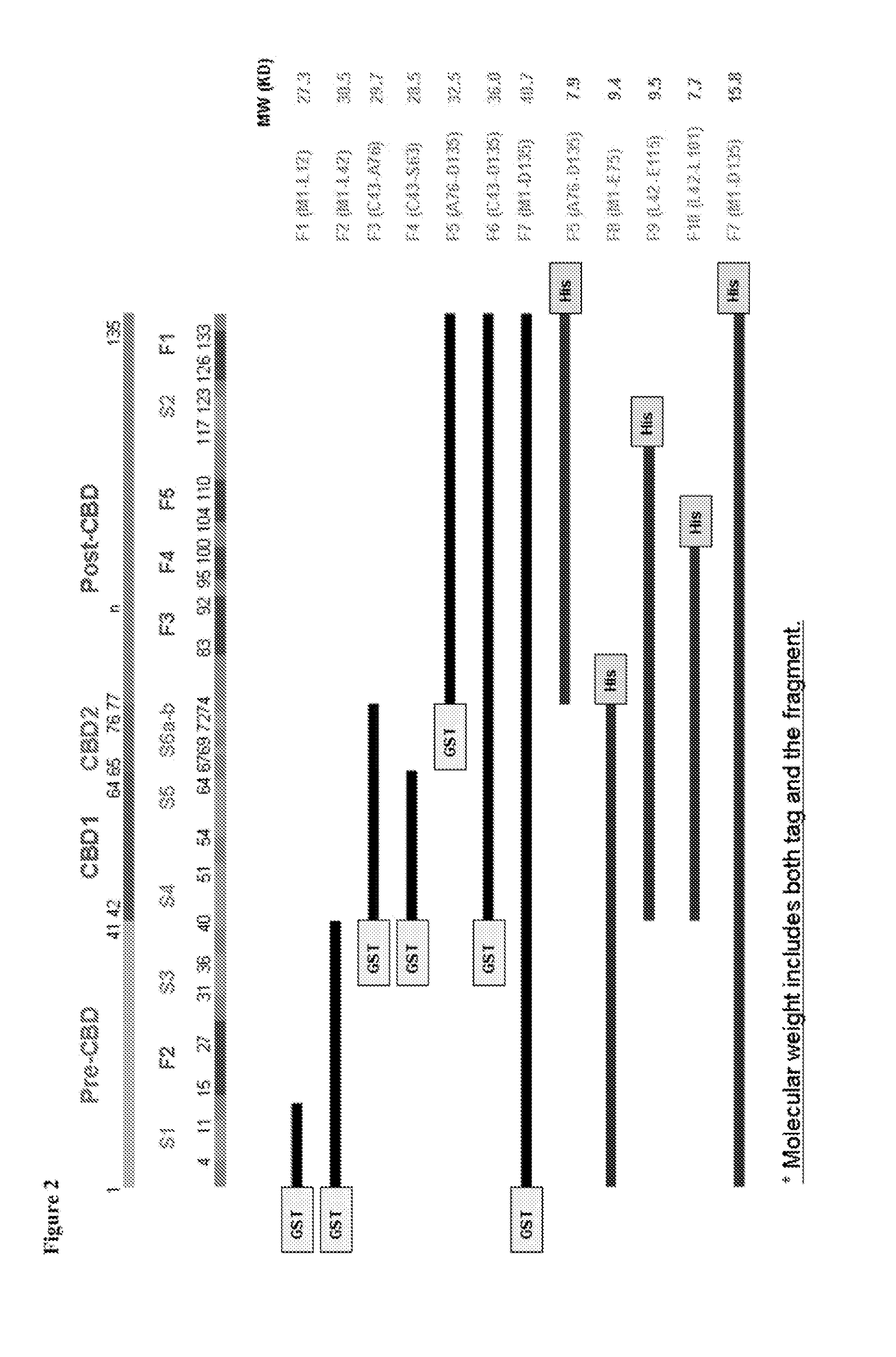 Anti-galectin-1 (GAL1) monoclonal antibodies and fragments thereof for neutralizing gal1