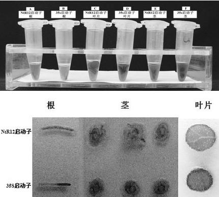 Cloning of tobacco root-specific promoter and application thereof to transgenic plant