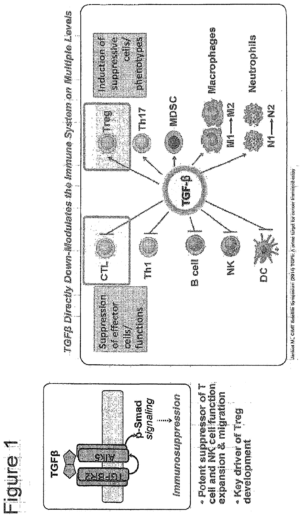 Conditionally effective bispecific therapeutics