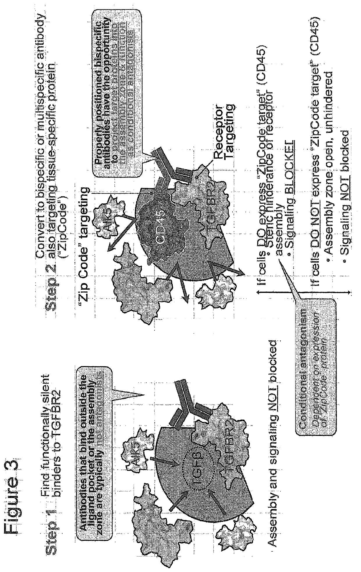 Conditionally effective bispecific therapeutics