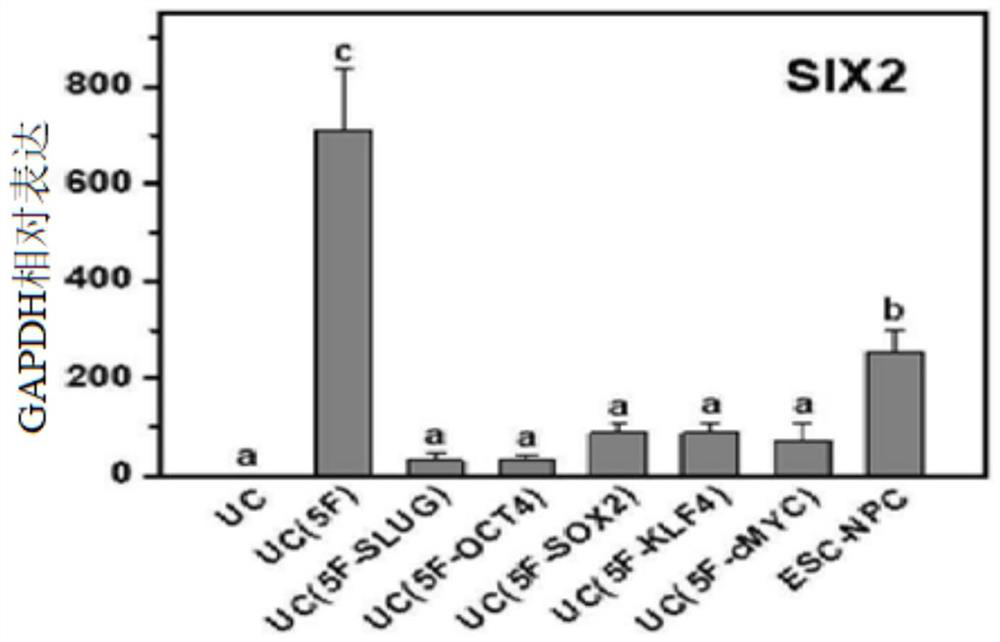 Method for inducing direct reprogramming of urine cells into renal progenitor cells and pharmaceutical composition for preventing or treating renal cell injury disease comprising renal progenitor cells reprogrammed by same method