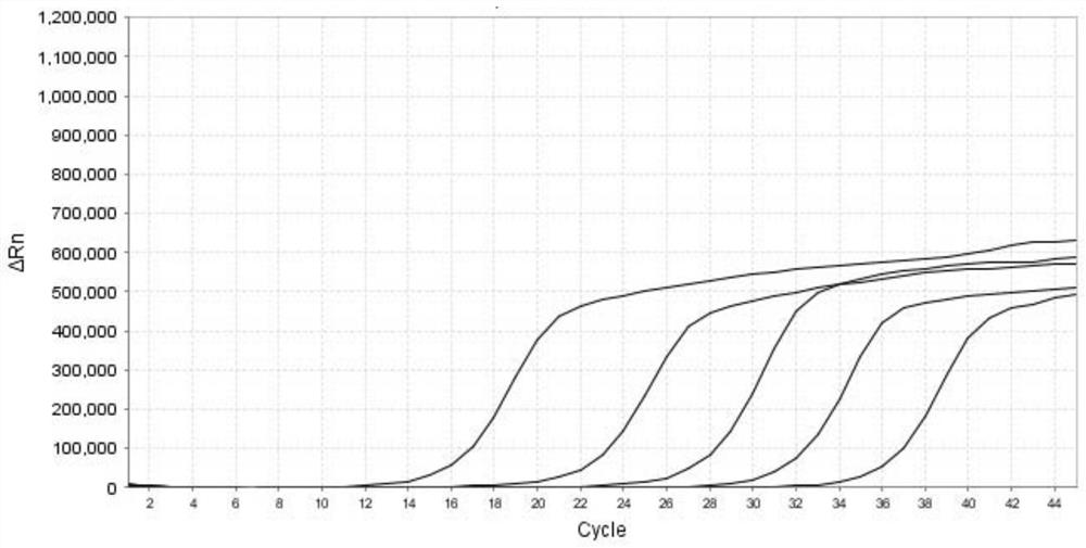 Primer and probe composition and real-time fluorescent quantitative PCR (polymerase chain reaction) kit for para-influenza virus typing detection