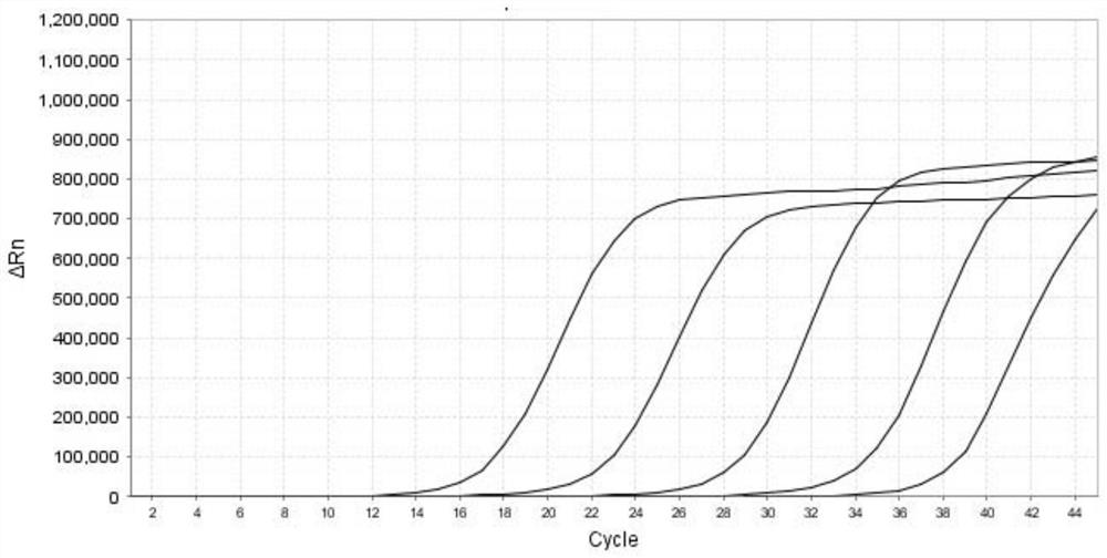 Primer and probe composition and real-time fluorescent quantitative PCR (polymerase chain reaction) kit for para-influenza virus typing detection