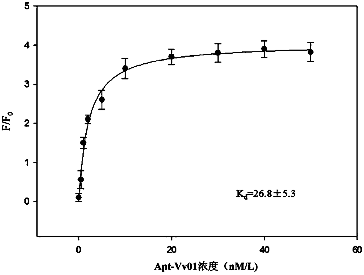 Aptamer for vibrio vulnificus recognition and screening method and application thereof