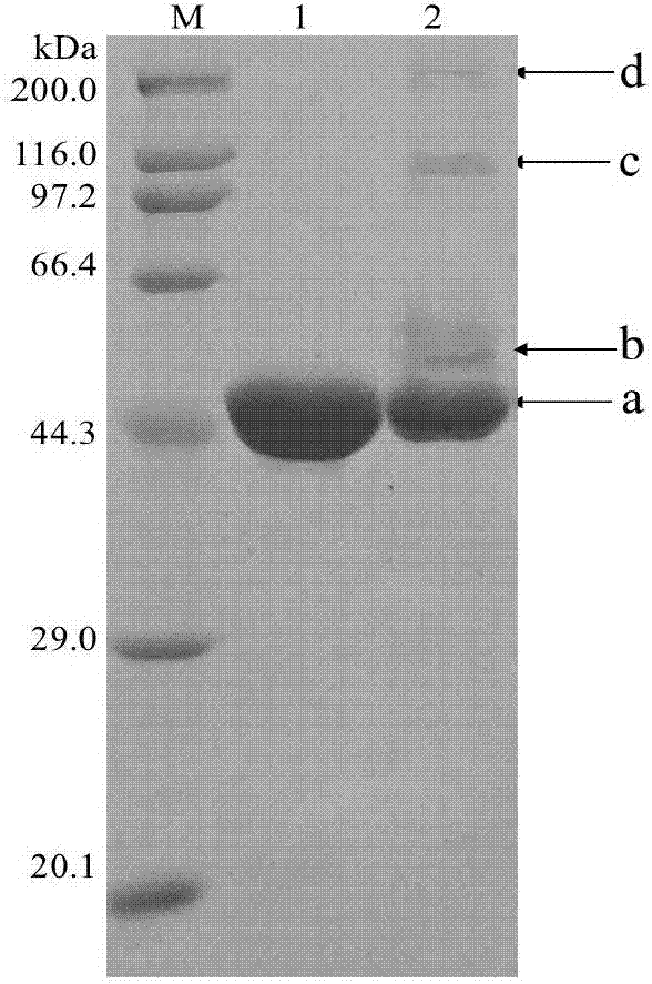 Method for improving pH stability of creatinase