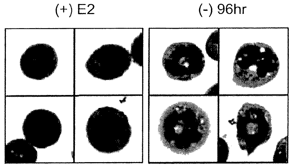 Compounds and methods useful for treating or preventing hematological cancers