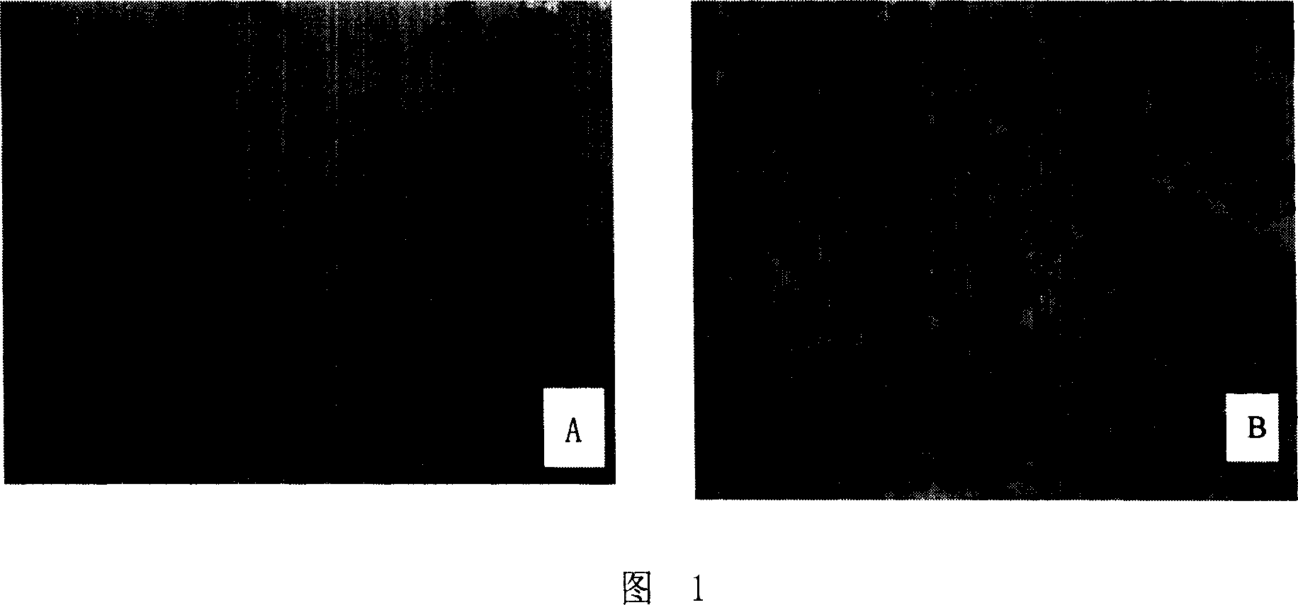 Application of anti-intercellular adhesion molecule-1 monoclonal antibody for preparing medicine for treating avian influenza