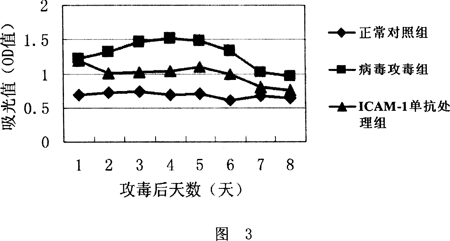 Application of anti-intercellular adhesion molecule-1 monoclonal antibody for preparing medicine for treating avian influenza