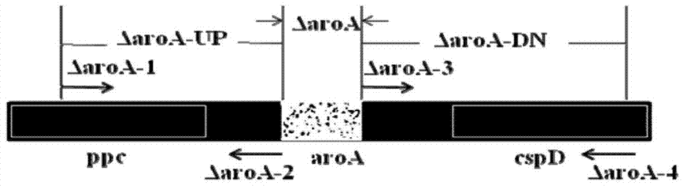 Haemophilus parasuis with double-gene deletion and construction method thereof