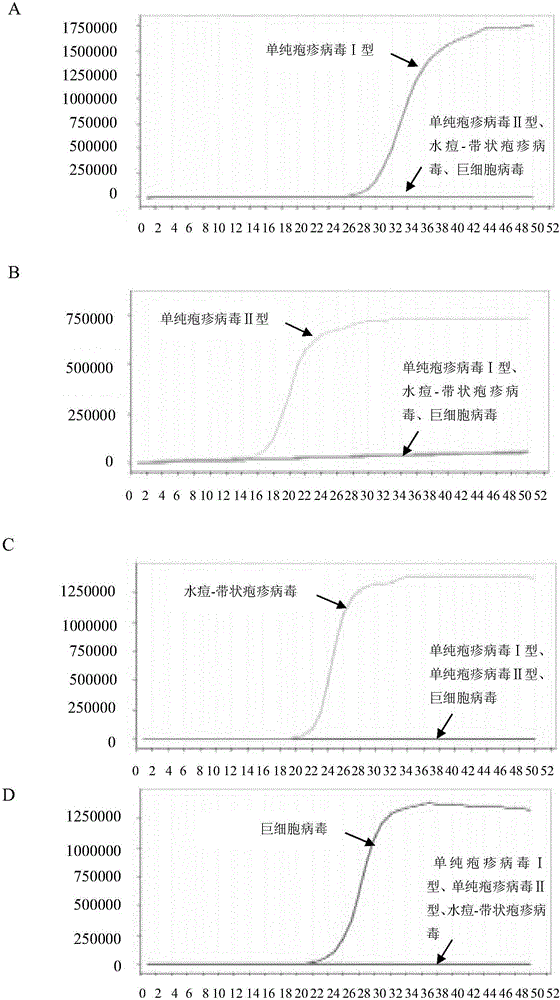 LAMP (loop-mediated isothermal amplification) primer combination for detecting four types of eye infected viruses and application