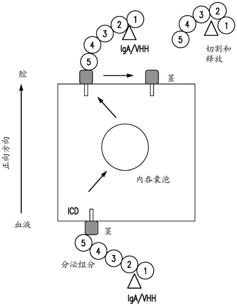 Materials and methods for multidirectional biological transport