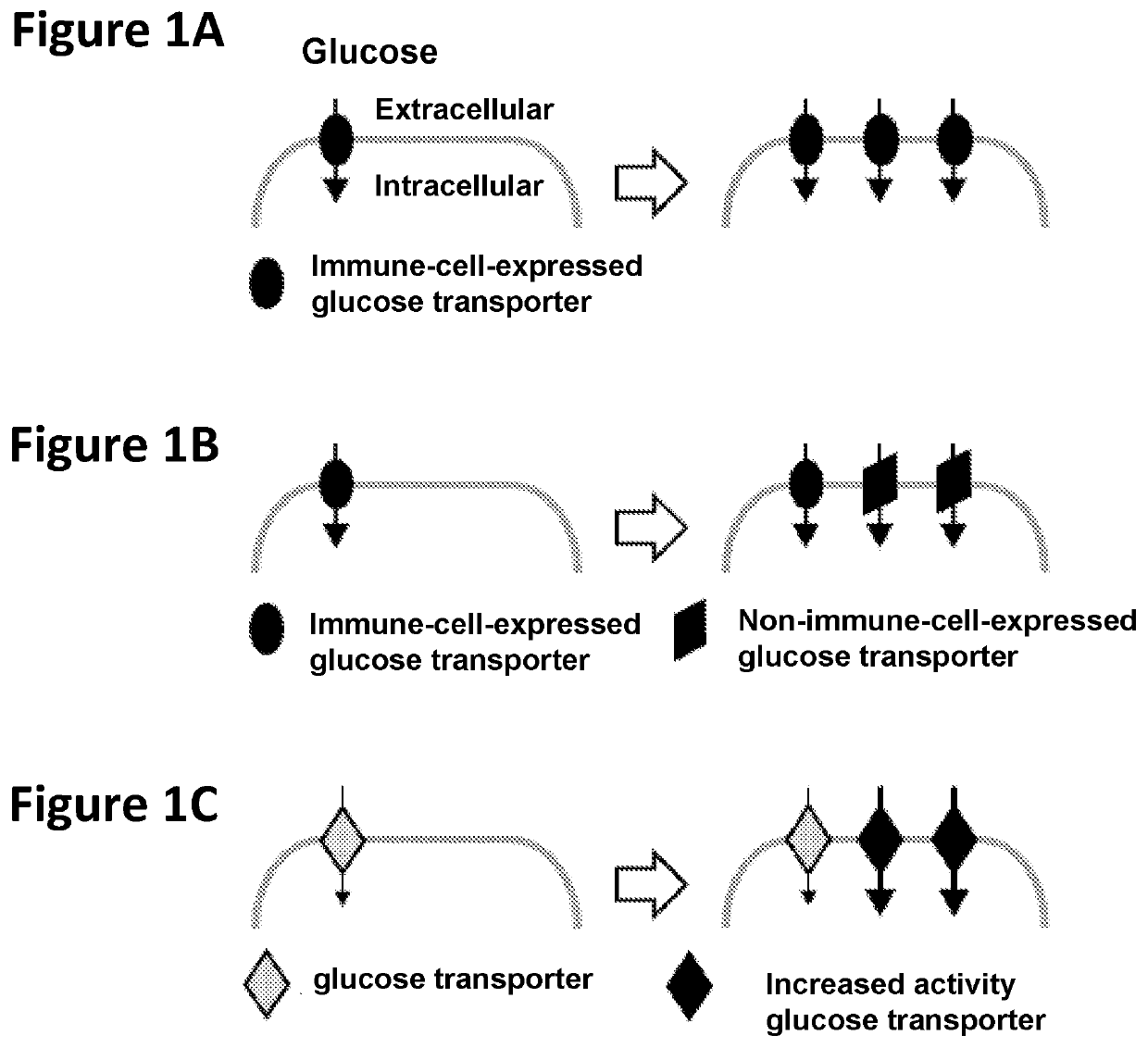 Chimeric receptors in combination with trans metabolism molecules enhancing glucose import and therapeutic uses thereof