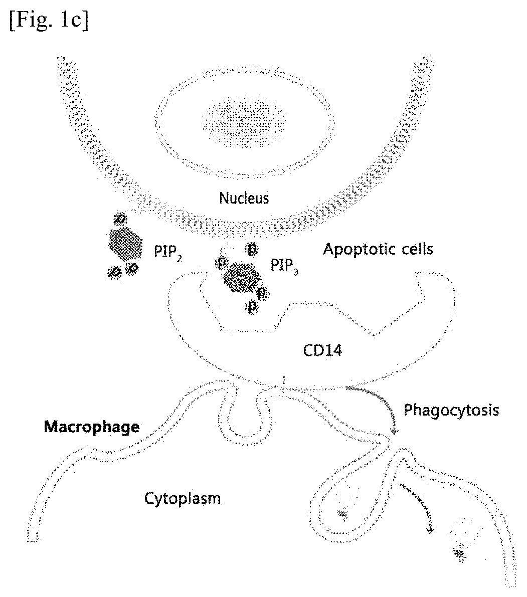 Use of phosphatidylinositol phosphate-binding material for apoptosis detection