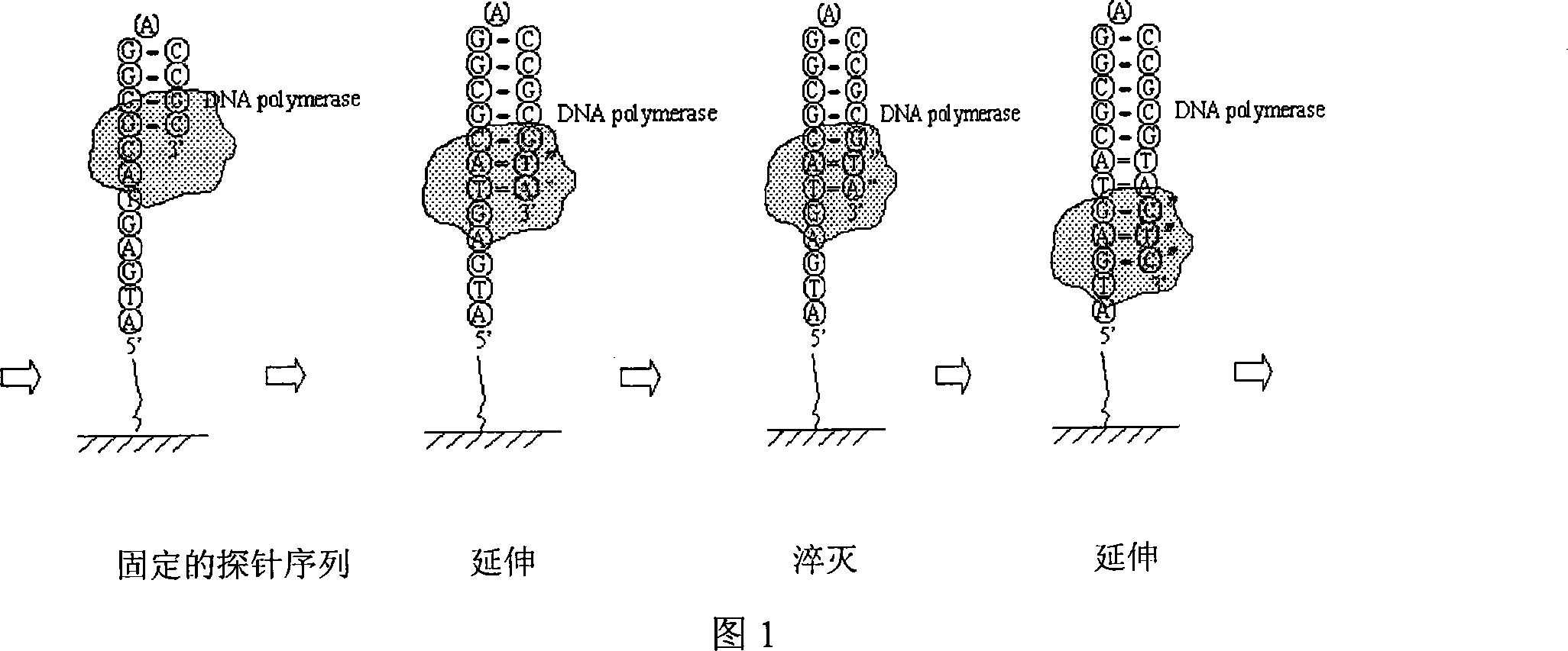 Nucleic acid sequencing method based on fluorescence quenching