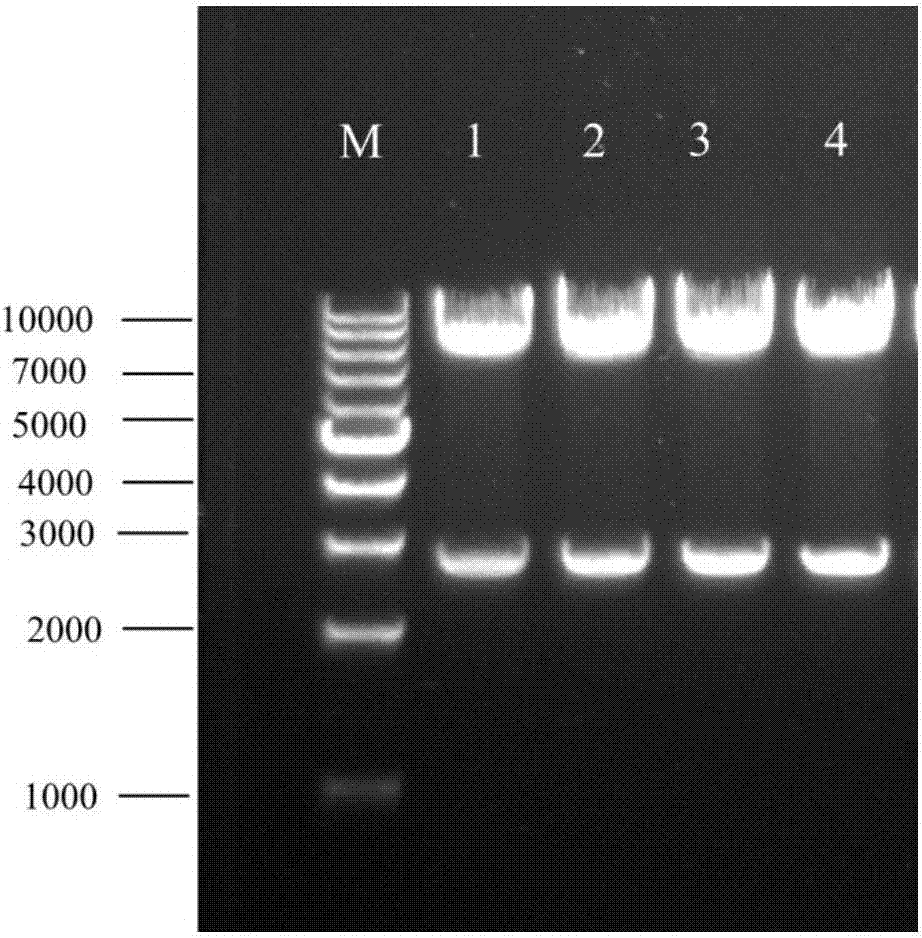 Heat resistant beta-amylase-trehalose synthase fusion enzyme, expression gene of heat resistant beta-amylase-trehalose synthase fusion enzyme, engineering bacterium secreting fusion enzyme, and application