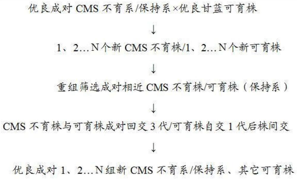 Method for creating disease-resistant high-quality common head cabbage germplasm resources