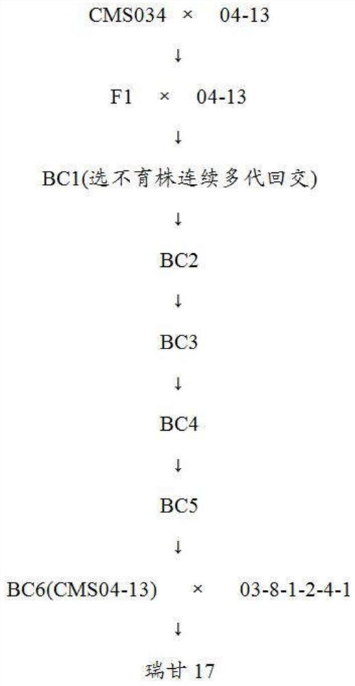 Method for creating disease-resistant high-quality common head cabbage germplasm resources