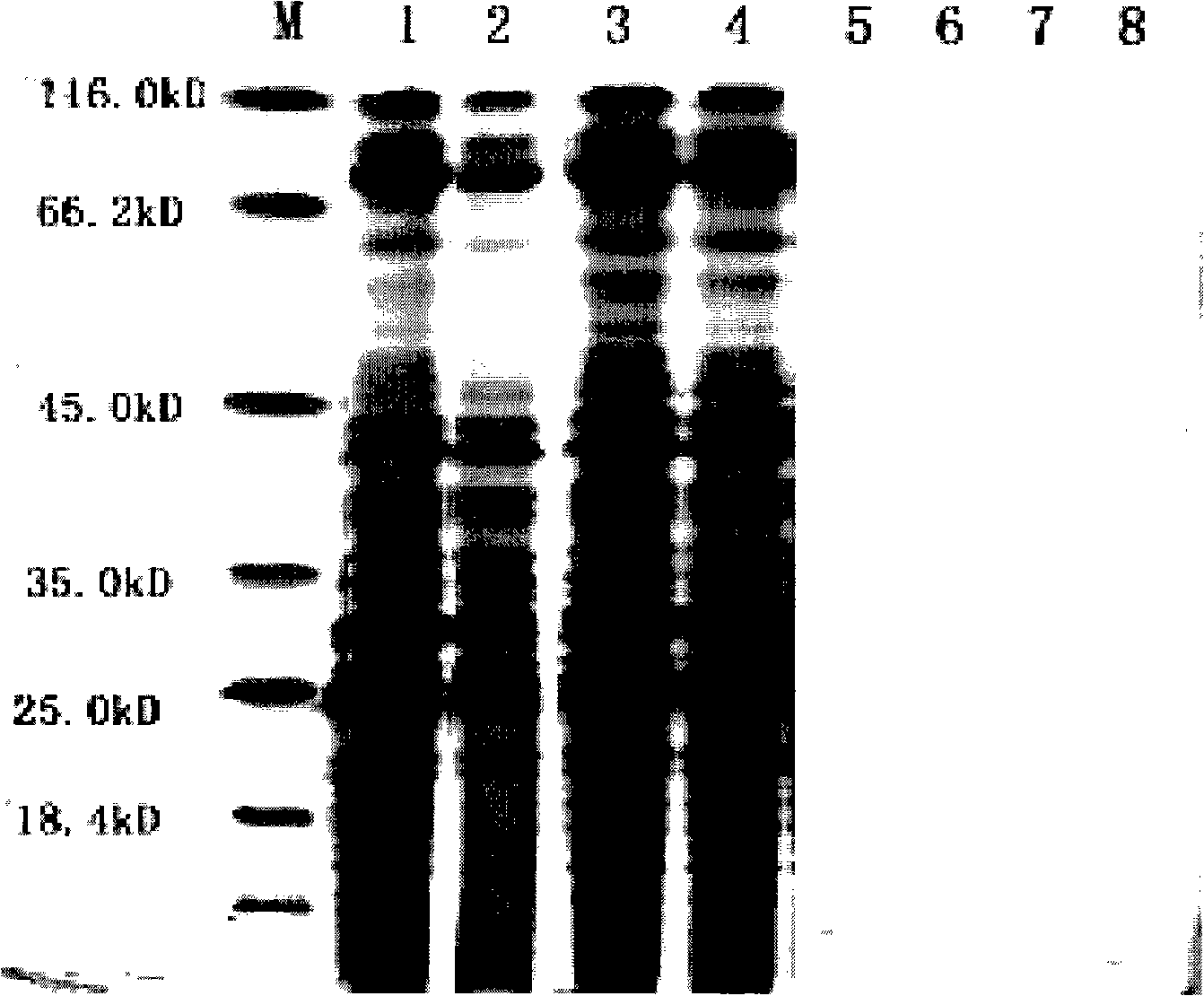 Transgenic yeast containing flounder growth hormone gene, preparation and application thereof