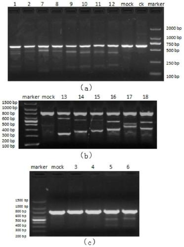 gRNA for knocking out BCL11A genes or BCL11A gene enhancers, gRNA composition and electrorotation method