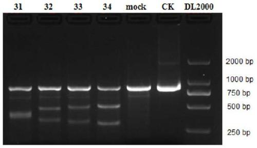 gRNA for knocking out BCL11A genes or BCL11A gene enhancers, gRNA composition and electrorotation method