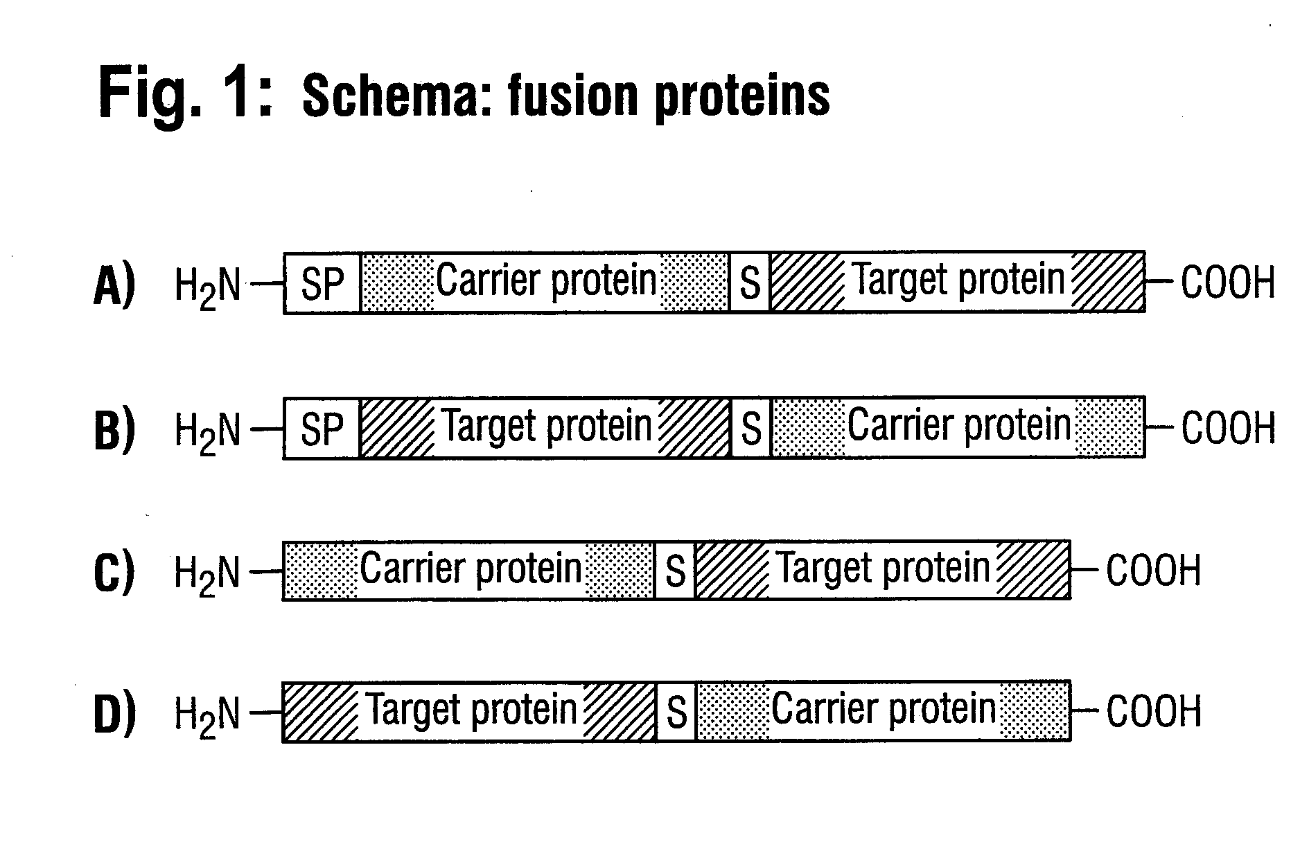 DNA construct and process for the fermentative production of fusion proteins