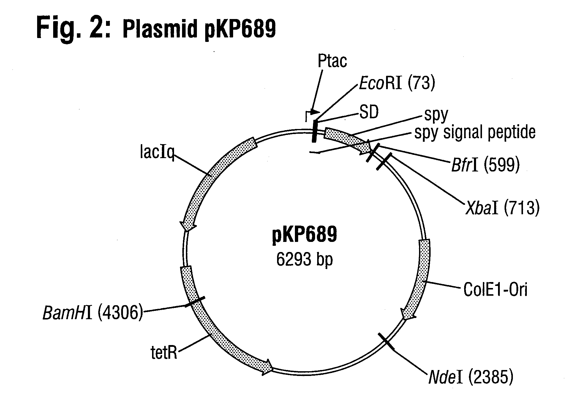 DNA construct and process for the fermentative production of fusion proteins