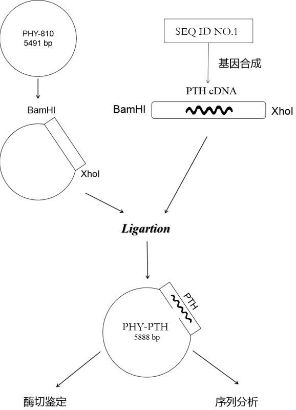 Human parathyroid hormone eukaryotic expression recombinant plasmid vector and construction method thereof