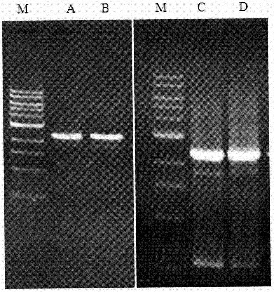 BiFC (Bimolecular Fluorescence Complementation) intracellular detection method and system for indicating NrF2 (Nuclear factor erythroid 2-related factor)-Keap1 (Kelch-like ECH associated protein 1) interaction