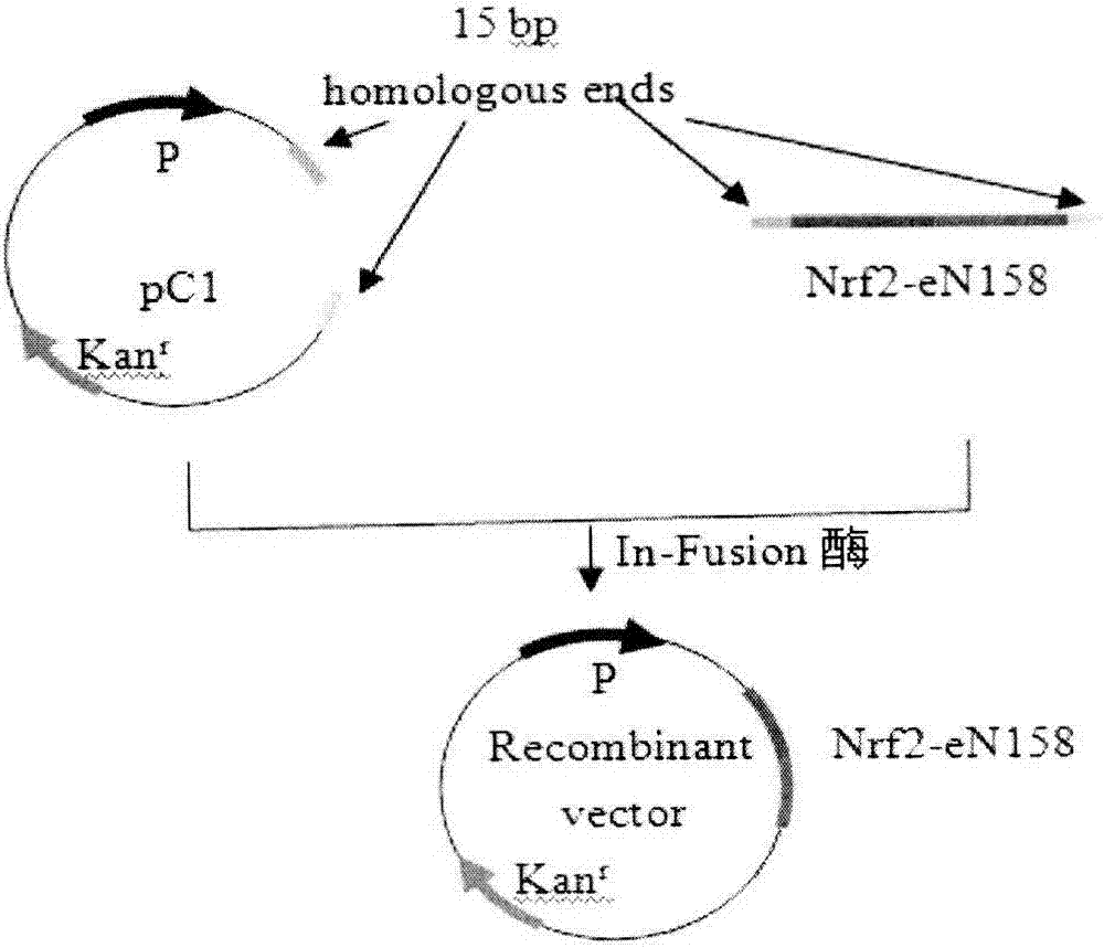 BiFC (Bimolecular Fluorescence Complementation) intracellular detection method and system for indicating NrF2 (Nuclear factor erythroid 2-related factor)-Keap1 (Kelch-like ECH associated protein 1) interaction