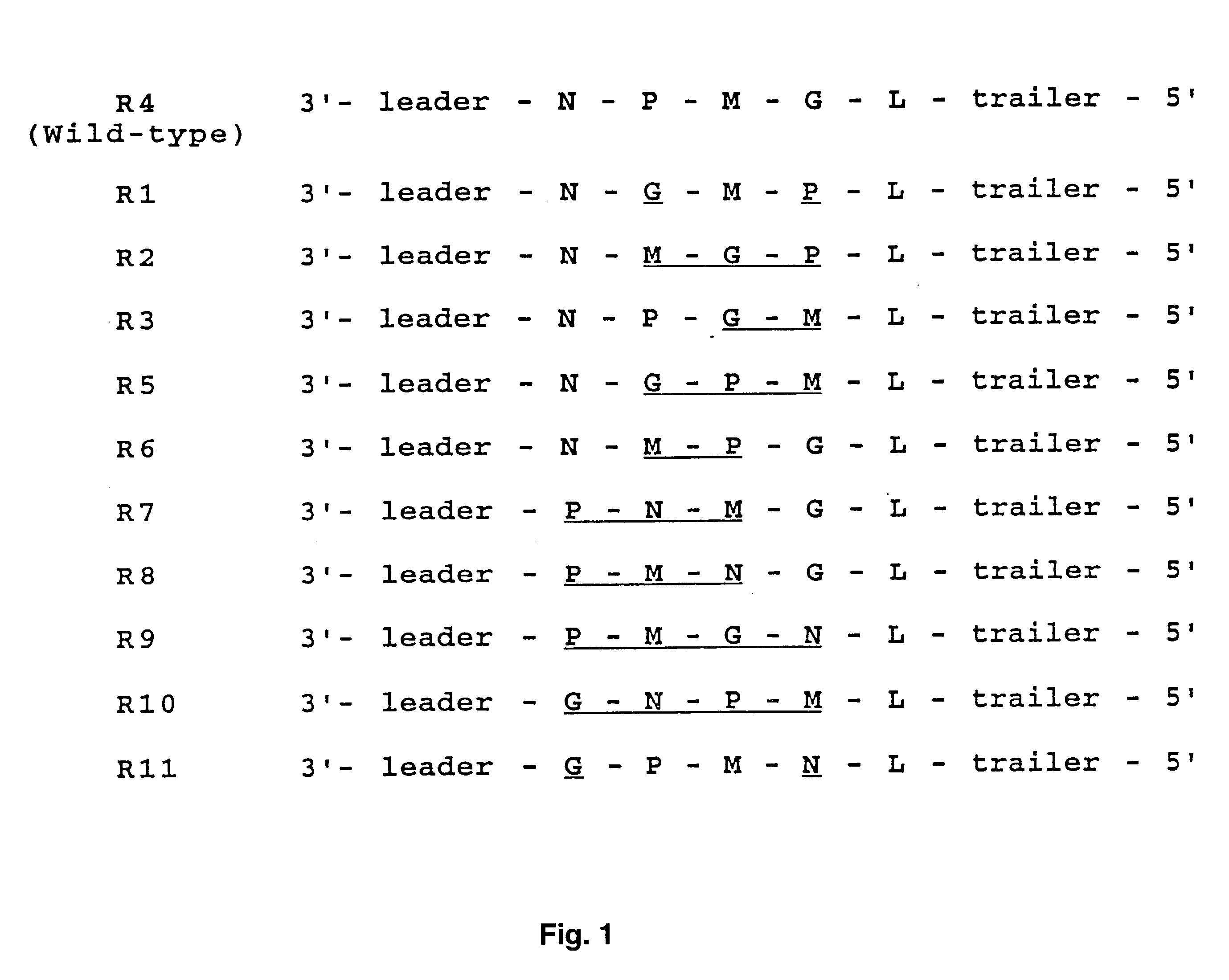 Manipulation of negative stranded RNA viruses by rearrangement of their genes and uses thereof