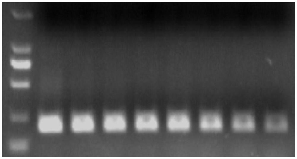 TCR primer set for specifically recognizing EBV peptide fragment with immune typing of HLAA02 and application of TCR primer set