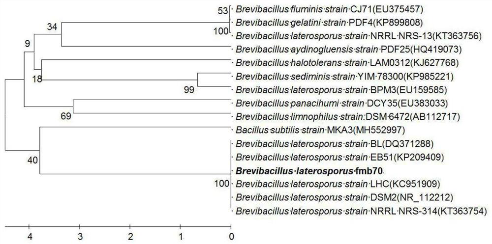 A kind of Brevibacillus spp., antibacterial lipopeptide and its application in agriculture and food