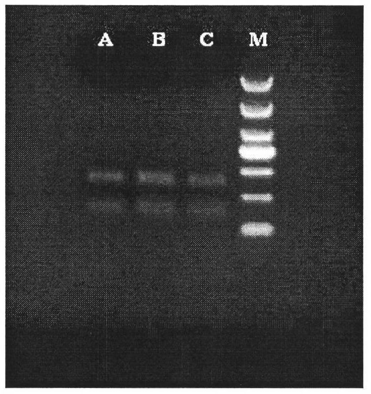 Molecular biological method for distinguishing striped rice borer from chilotraea auricilia dudgeon