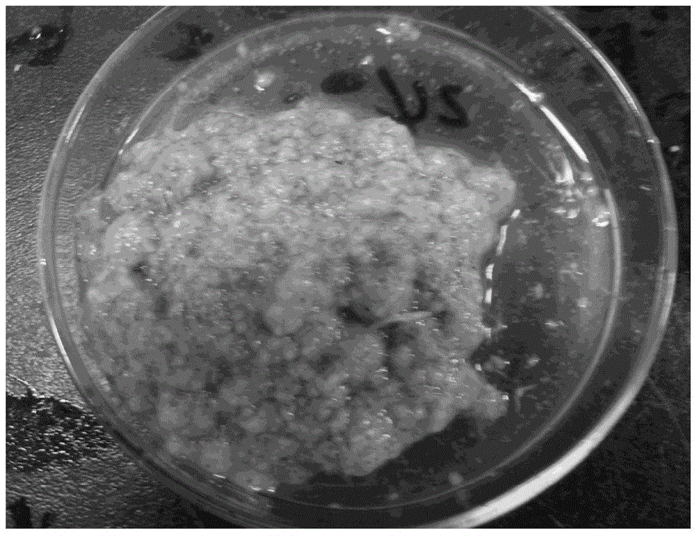 Method for producing selenium-rich grifola frondosa hyphae