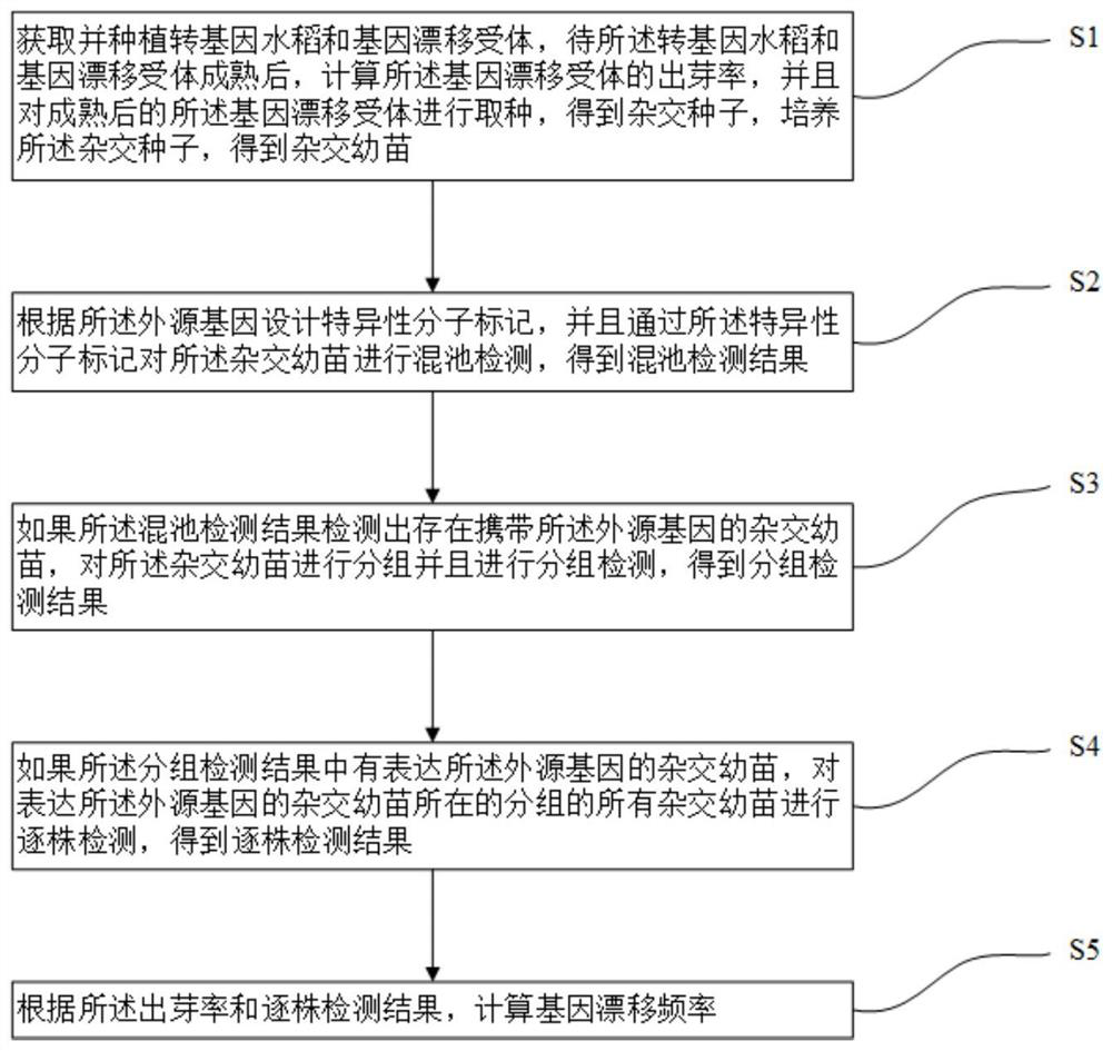 Determination method for gene drift frequency of non-selectable marker transgenic rice