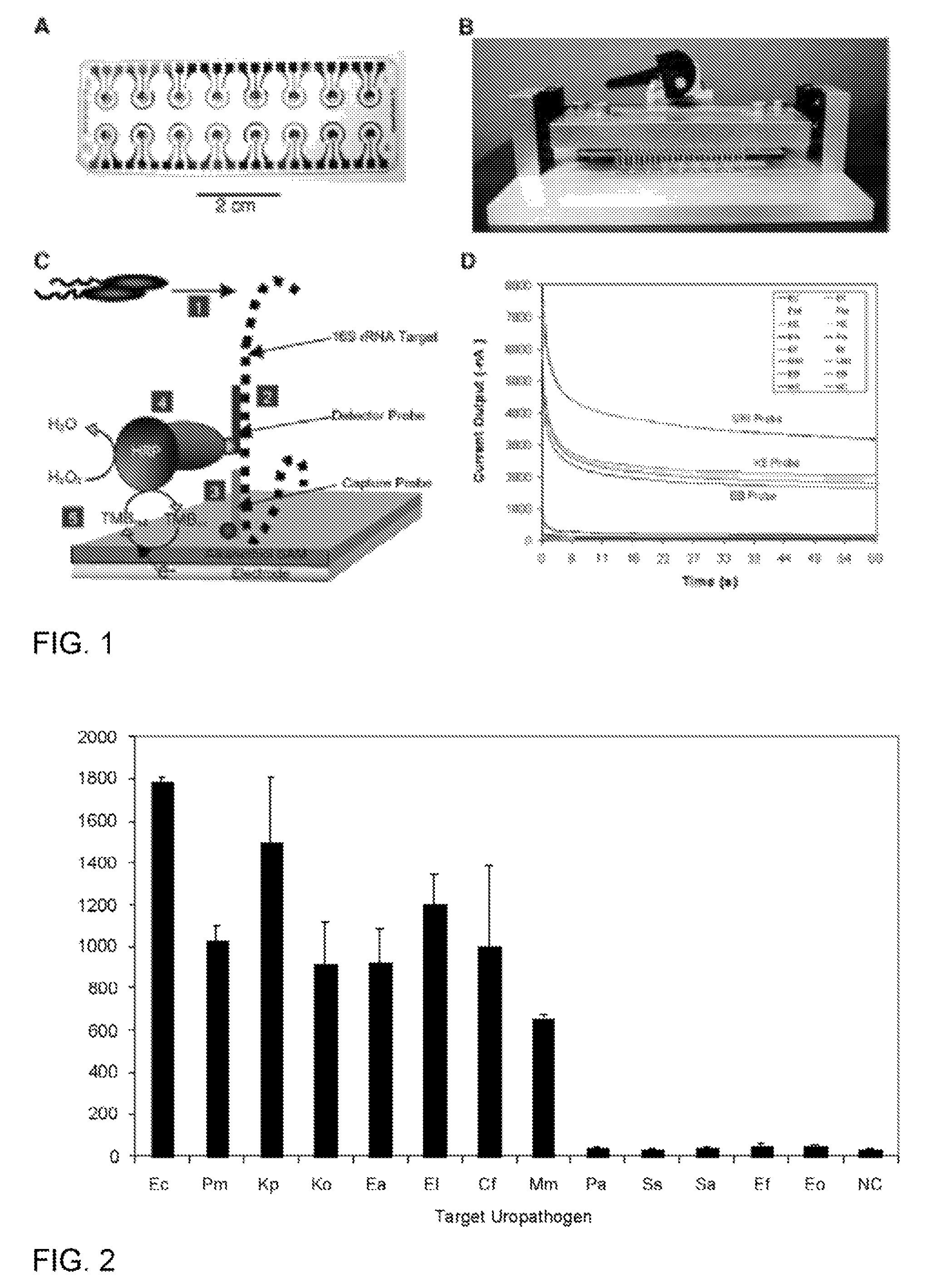 Probes and methods for detection of Escherichia coli and antibiotic resistance