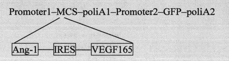 VEGF165 and Ang-1 double-gene co-expression vector and application thereof