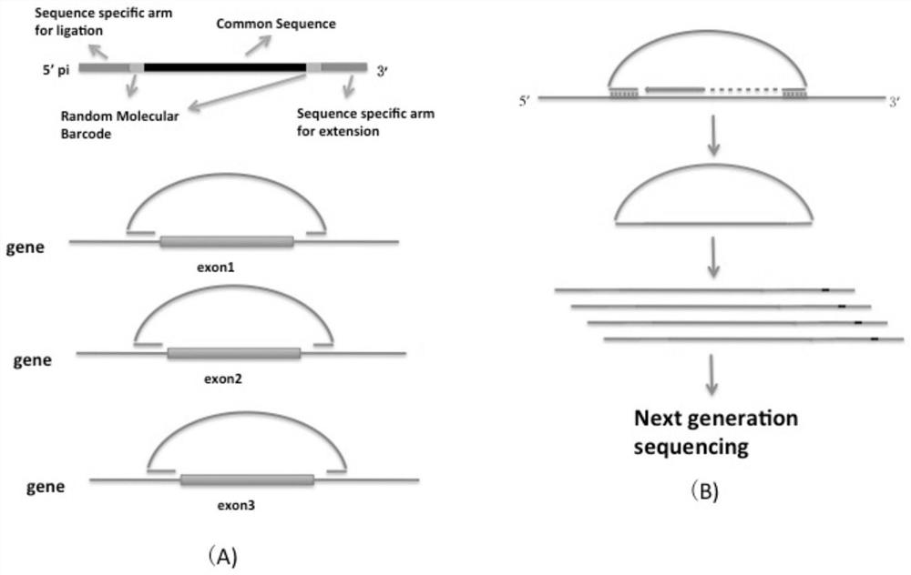 Nucleic acid target capture sequencing library preparation method based on long-chain molecular inversion probe