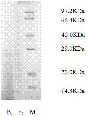 Radix rehmanniae protein nano-particles and preparation method thereof