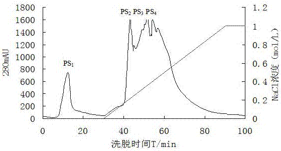 Radix rehmanniae protein nano-particles and preparation method thereof