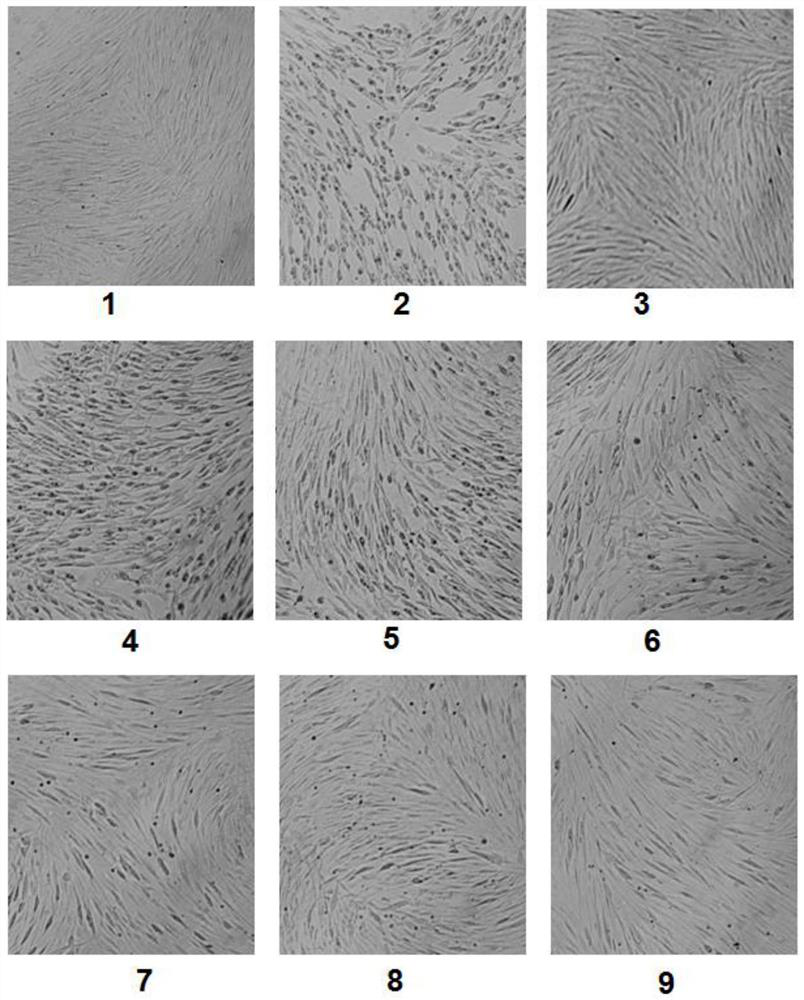 A preparation method of Anji white tea polysaccharide and its new application against human cytomegalovirus