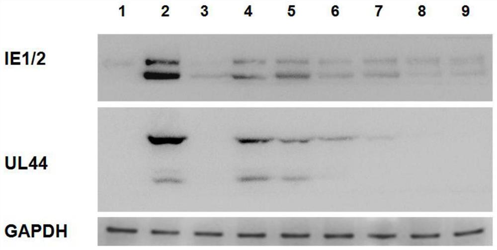 A preparation method of Anji white tea polysaccharide and its new application against human cytomegalovirus