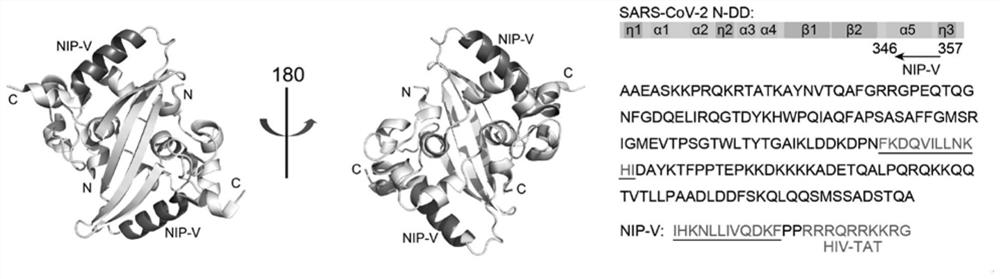 Preparation method and application of interfering peptide targeting SARS-CoV-2 N protein