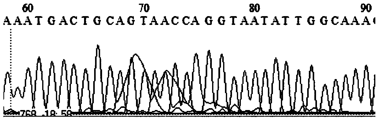 Human BRCA1/2 gene variation detection quality control material, preparation method thereof and application of material