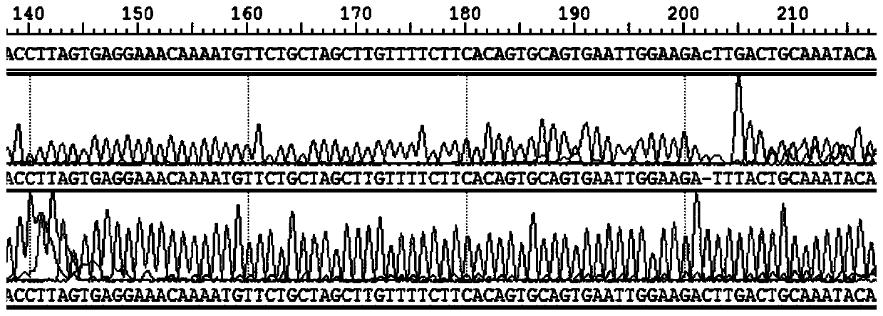Human BRCA1/2 gene variation detection quality control material, preparation method thereof and application of material