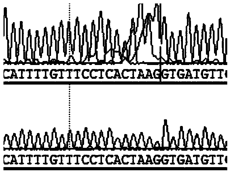 Human BRCA1/2 gene variation detection quality control material, preparation method thereof and application of material