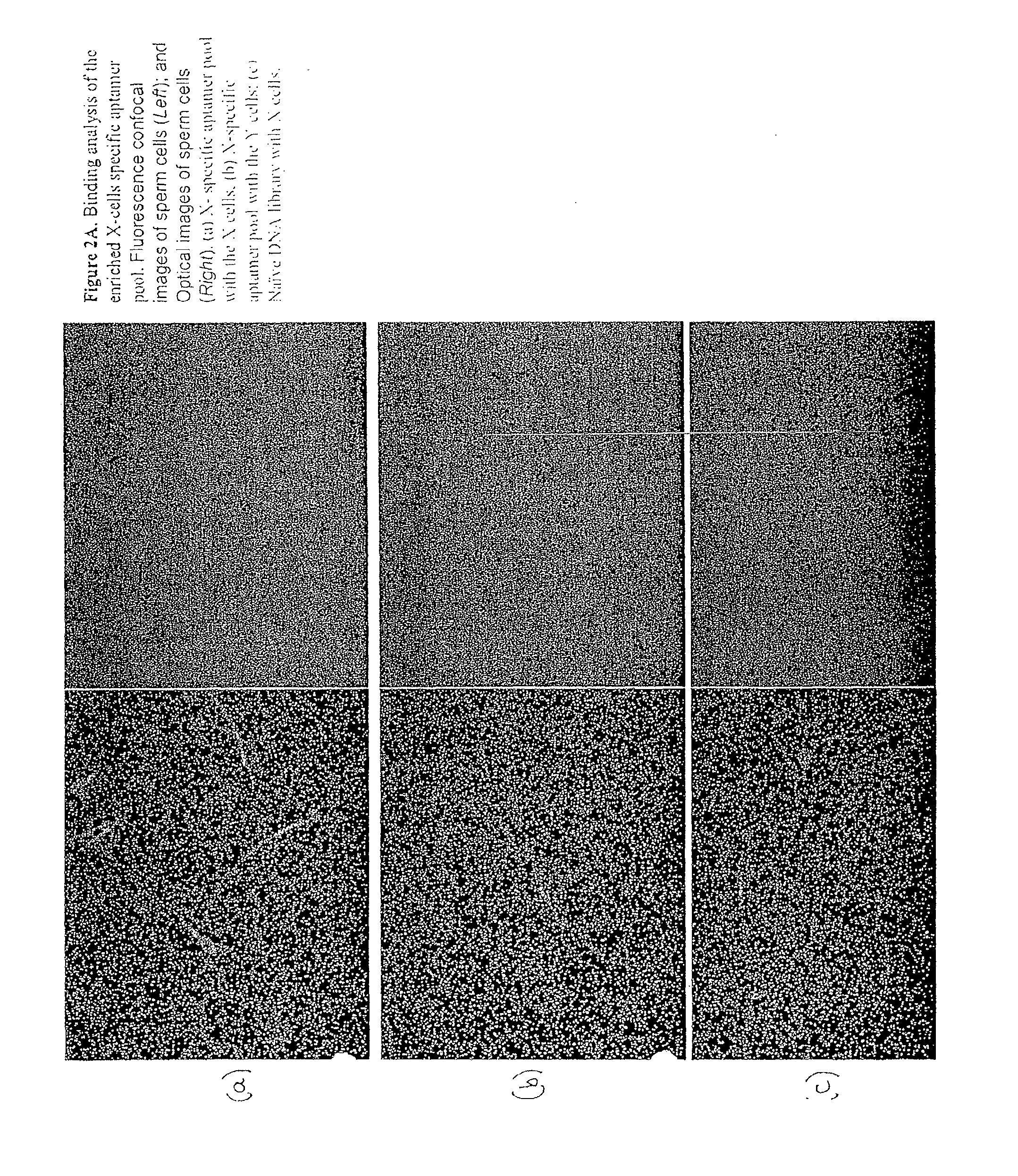 Sperm cell separation methods and compositions containing sperm cell targeting ligands for use therein