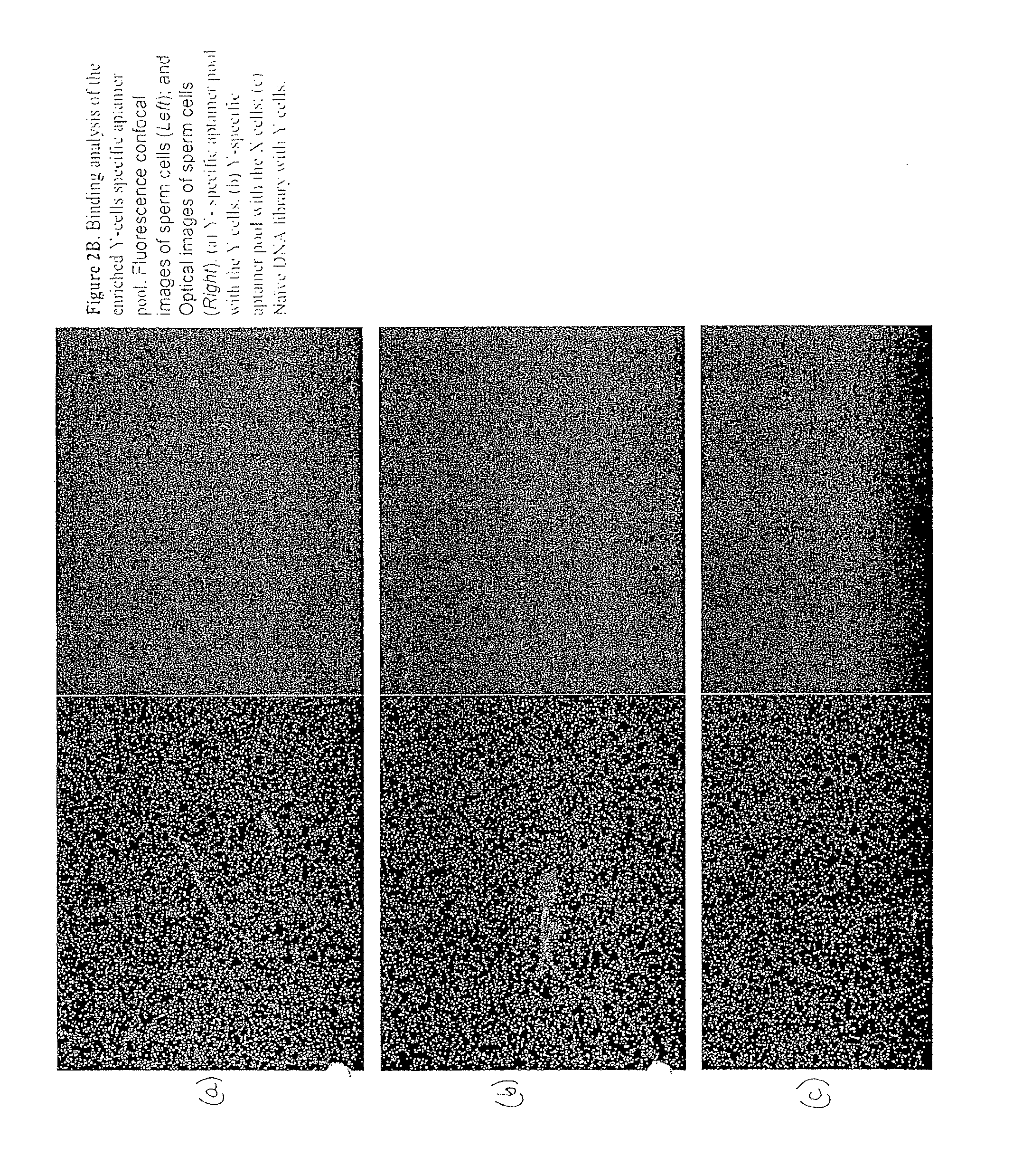 Sperm cell separation methods and compositions containing sperm cell targeting ligands for use therein