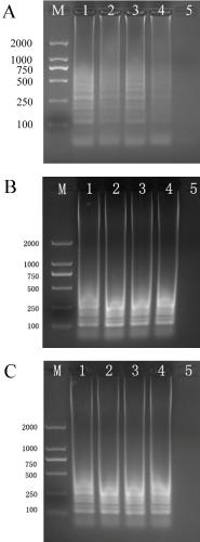 A set of loop-mediated isothermal amplification primers and their kits for the identification of three species of Brachybody nematodes on sugarcane